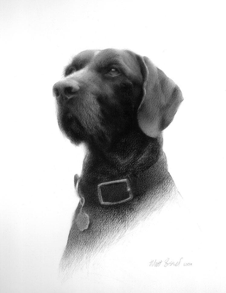 Artwork Title: German Wire-haired Pointer