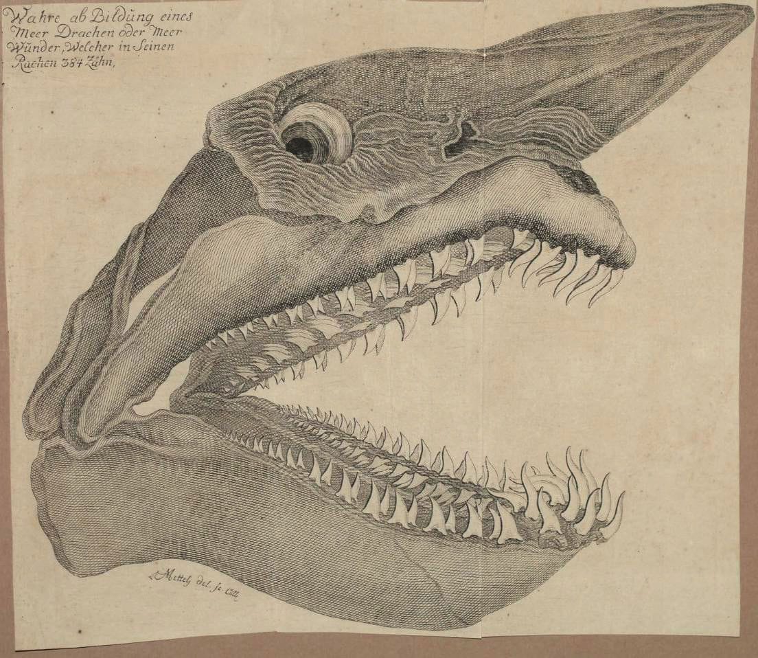 Artwork Title: Head Of A Shark