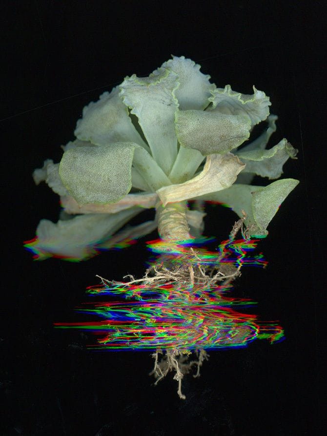 Artwork Title: Cabbage 001