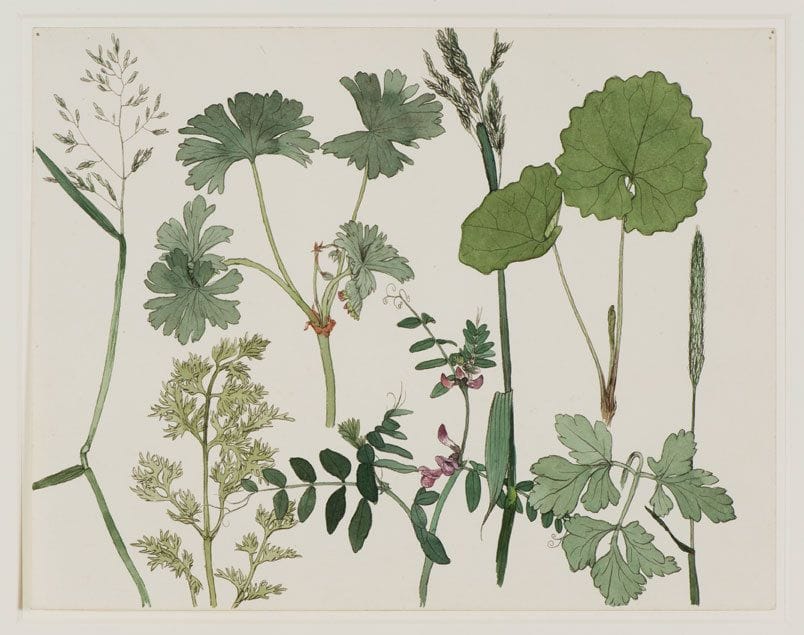 Artwork Title: Wild Plants