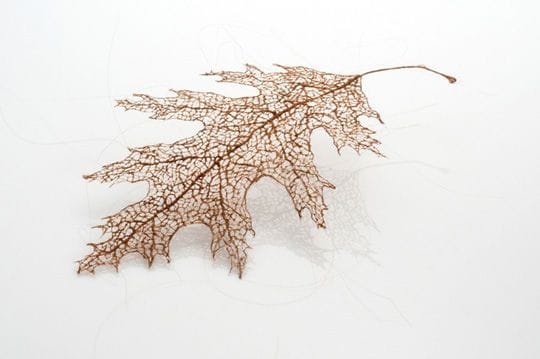 Artwork Title: Leaf