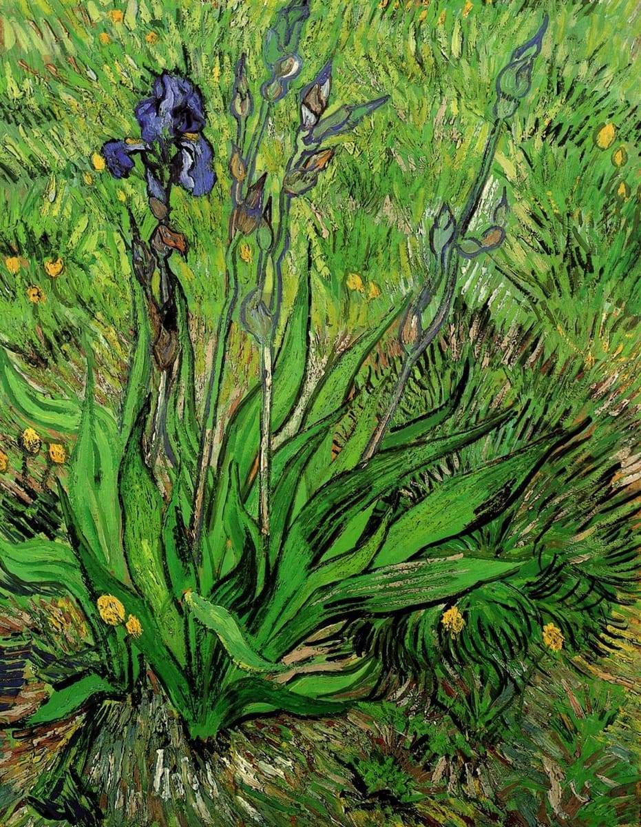 Artwork Title: The Iris