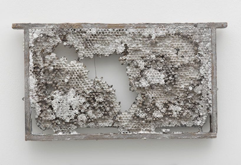 Artwork Title: Honeycomb Husk