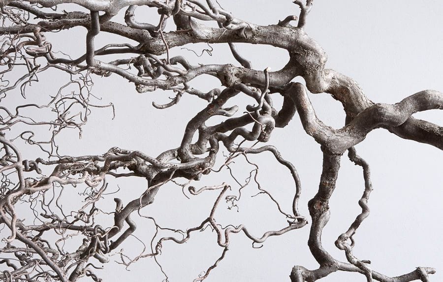 Artwork Title: Quince Botanical: Corkscrew Hazel