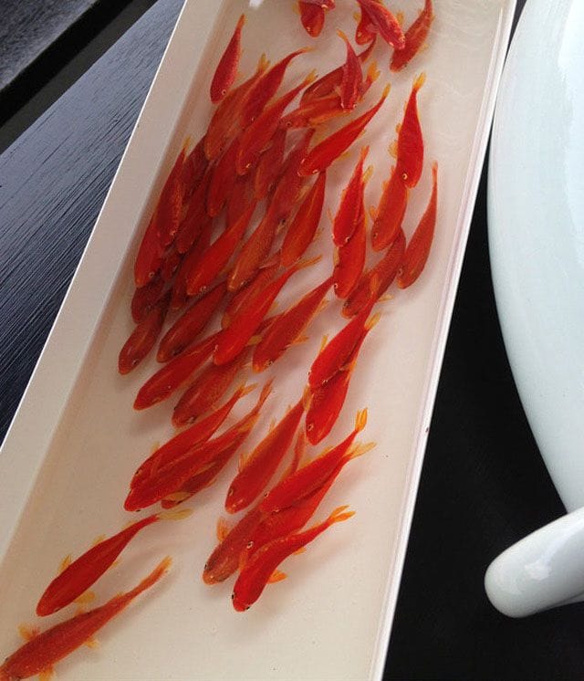Artwork Title: Alive Without Breath, Goldfish