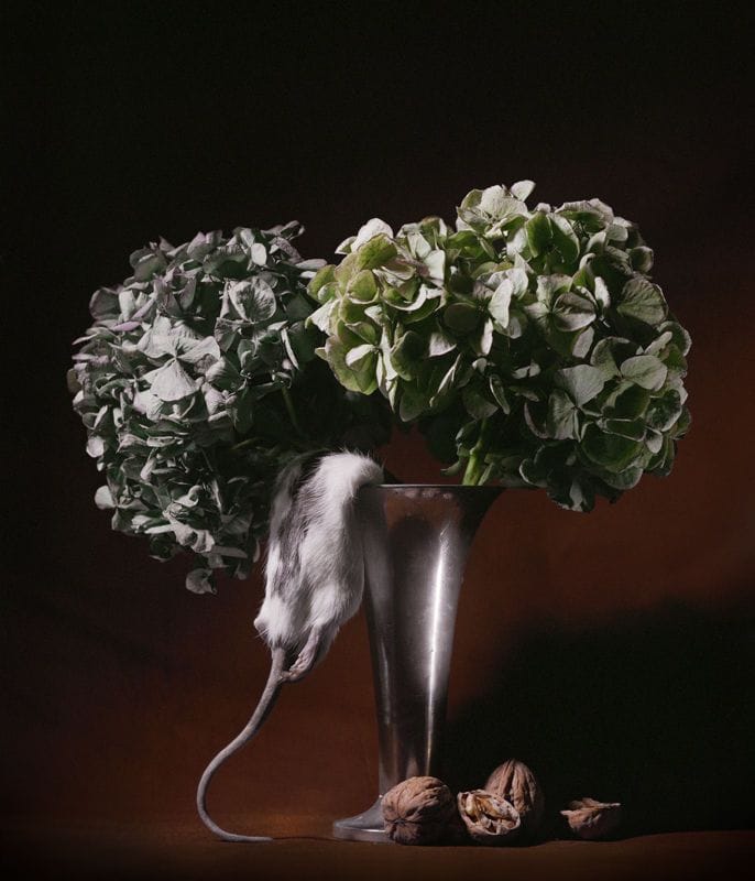 Artwork Title: Rat And Hydrangeas