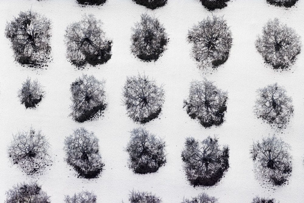 Artwork Title: Apple Trees After Spring Snowstorm