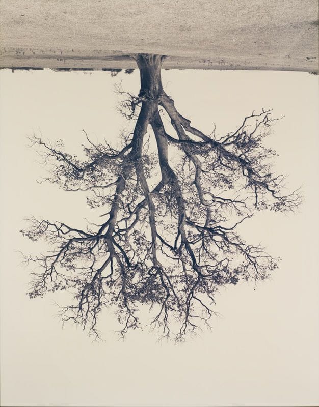 Artwork Title: Oak, Branford