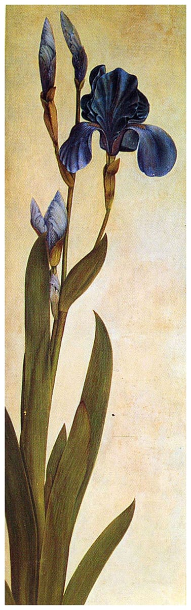 Artwork Title: Troiana Iris