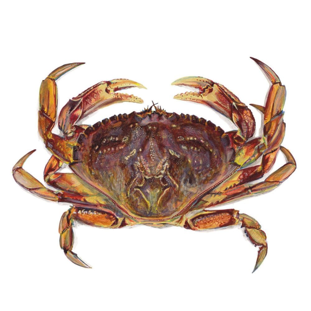 Artwork Title: Crab