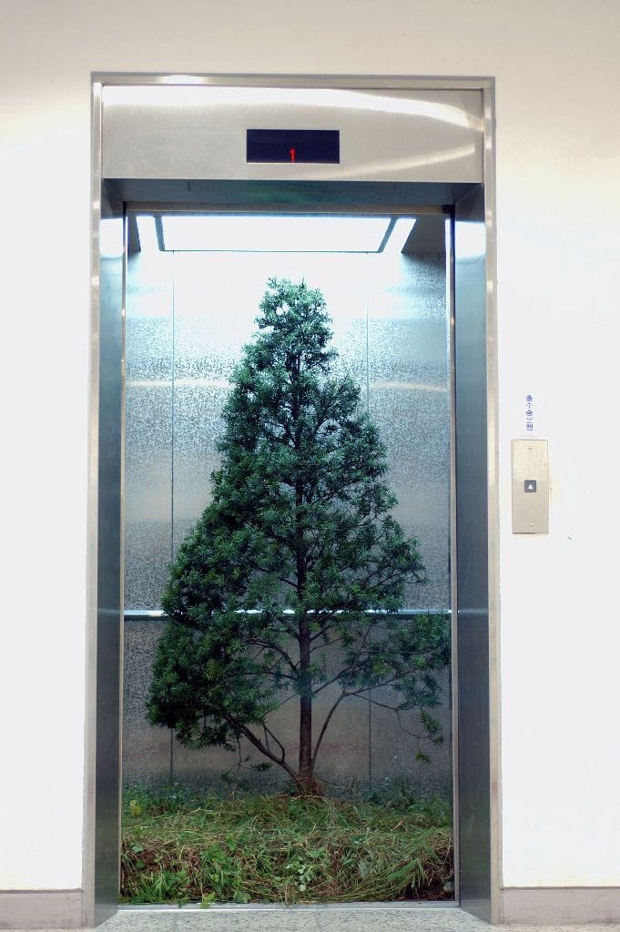 Artwork Title: Elevator Yew Tree