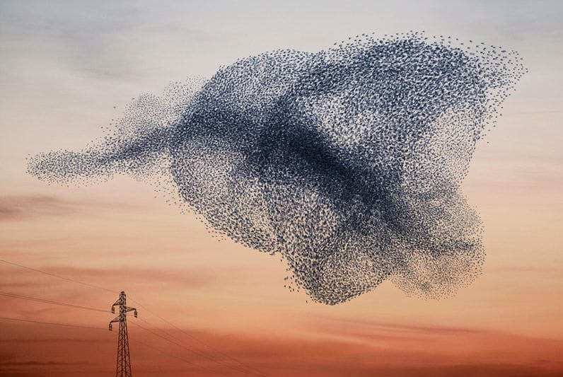 Artwork Title: Murmurations