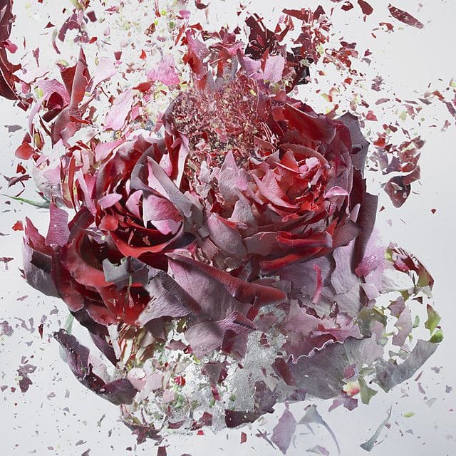 Artwork Title: High Speed Flower Explosions