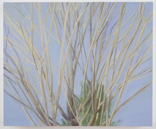 Artwork Title: Winter Maple