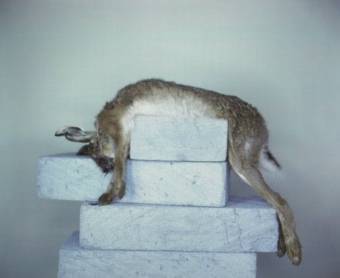 Artwork Title: Hare