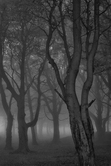 Artwork Title: Moonlit Copse