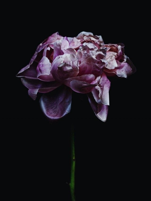 Artwork Title: Rose-9199