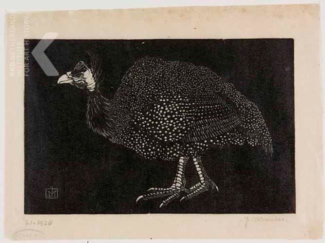 Artwork Title: Parelhoen (Guinea Fowl) (Also known as Poelepetaat)