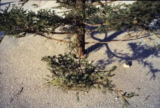 Artwork Title: Christmas Tree