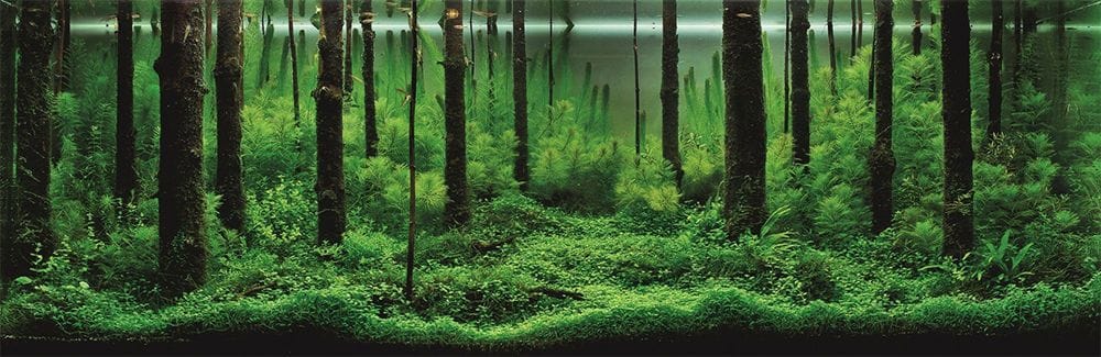Artwork Title: Forest Scent