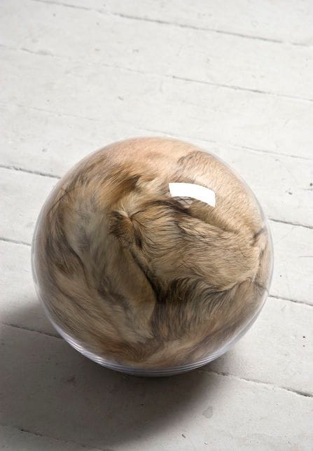 Artwork Title: Hairy Eye Ball