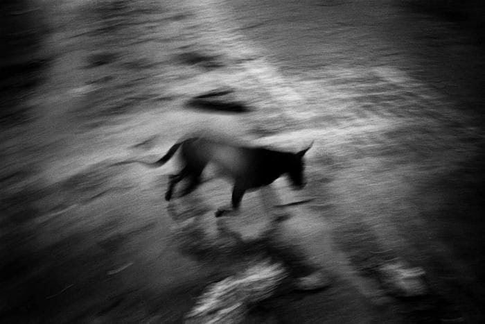Artwork Title: Tsunami dog  (INDONESIA. Sumatra island. Banda Aceh. After the tsunami)