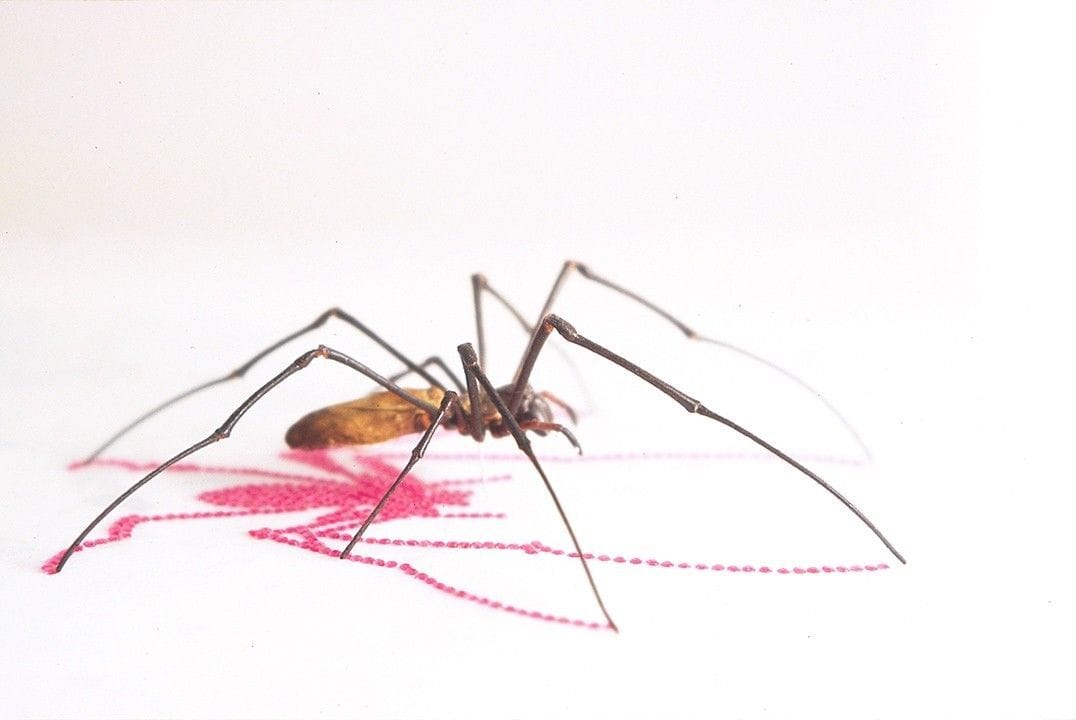 Artwork Title: Traces