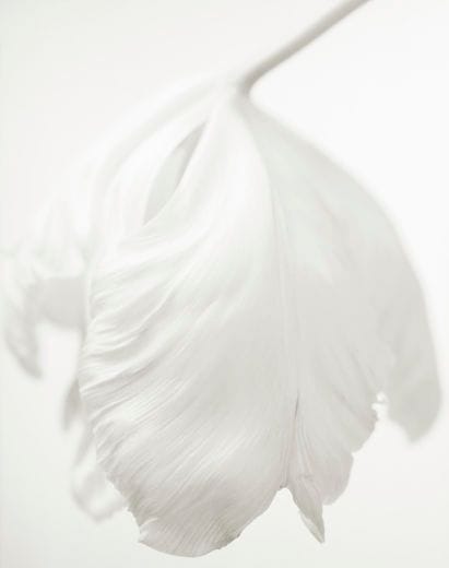 Artwork Title: Secret Garden - Blanc 56