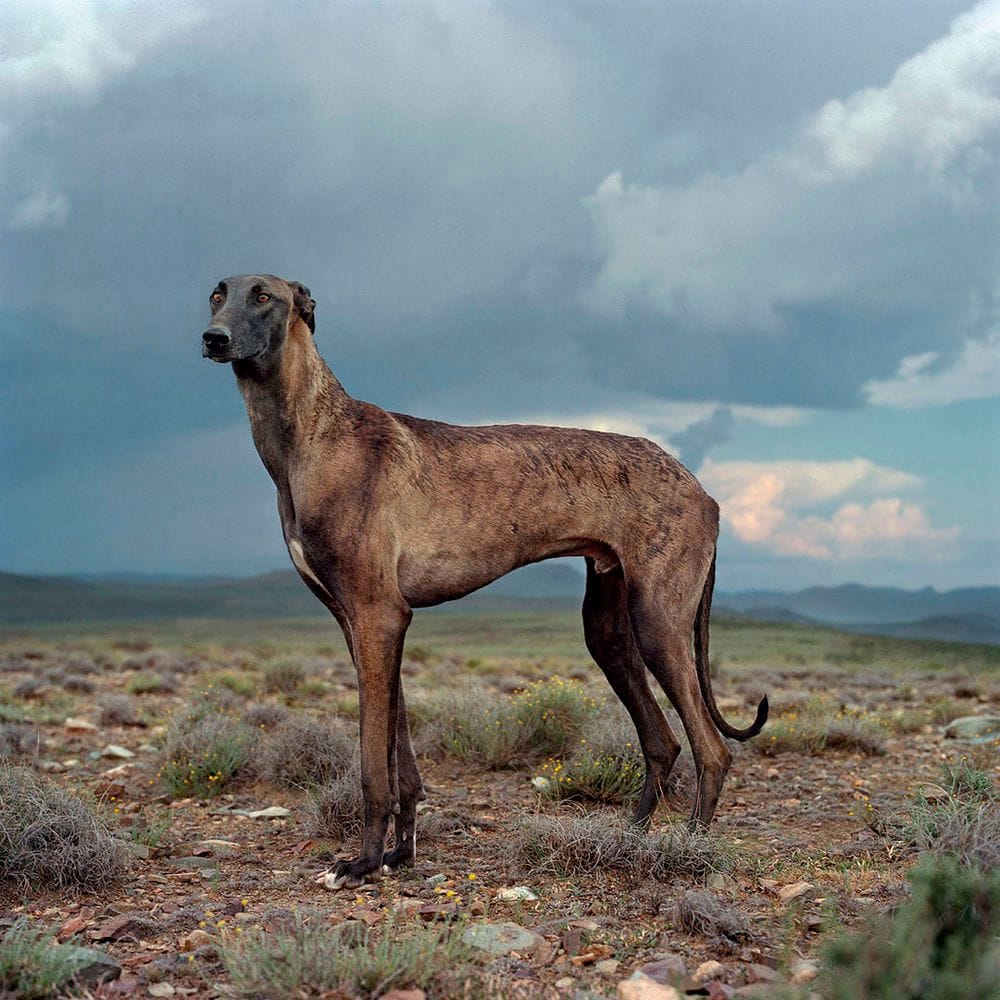 Artwork Title: Africanis Dog