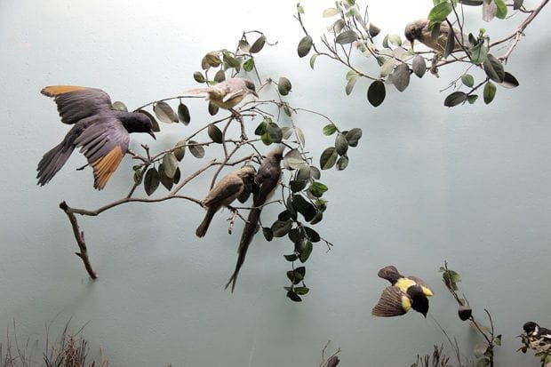 Artwork Title: Parrot Jungle