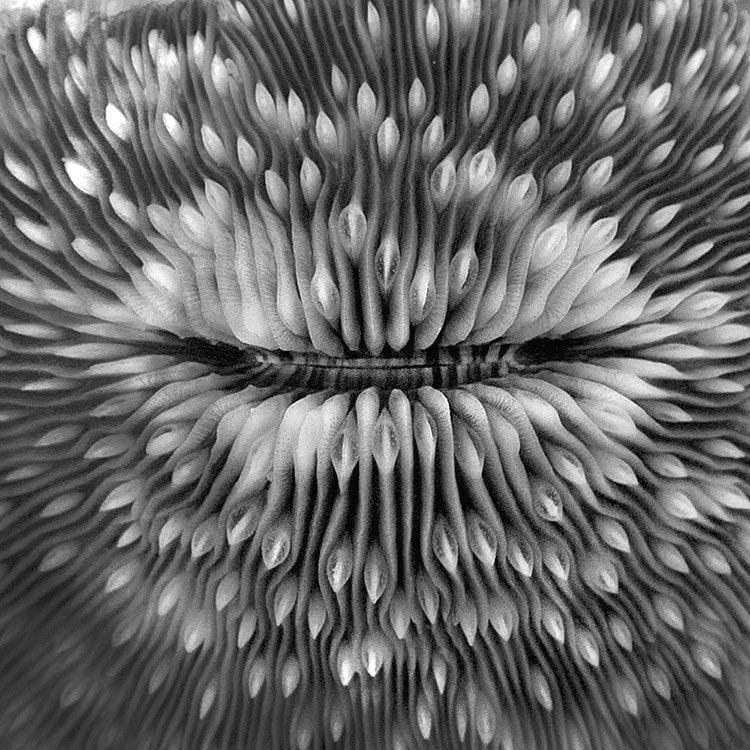 Artwork Title: Coral