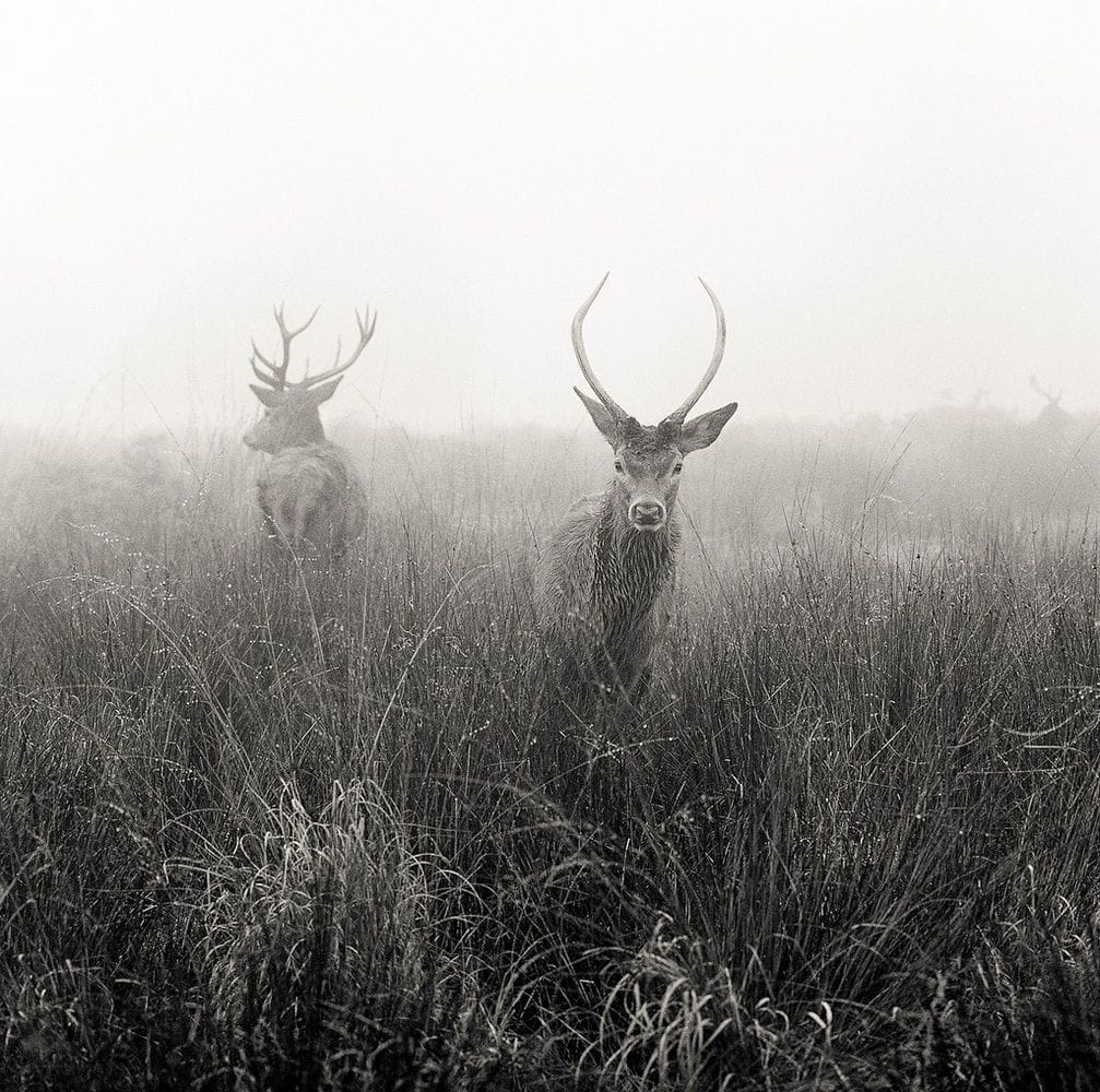 Artwork Title: Face off