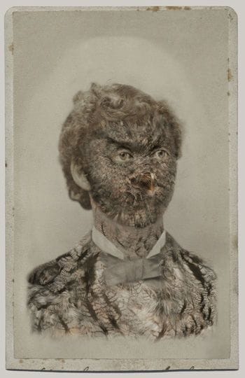 Artwork Title: Aviary (Western Screech-Owl