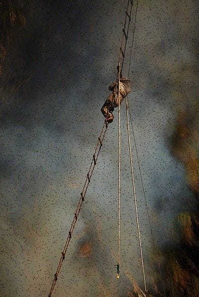 Artwork Title: Gurung Honey Hunters