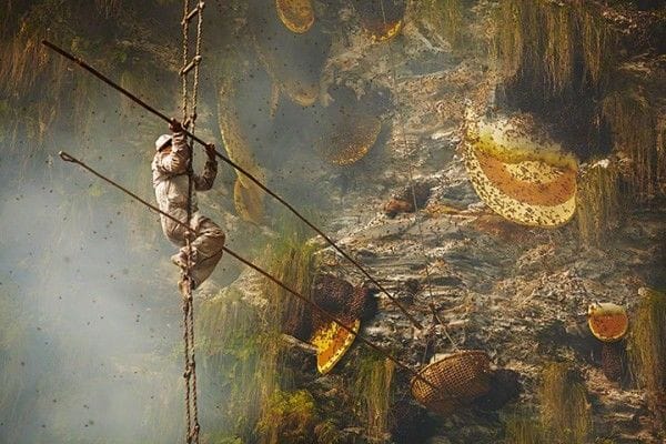 Artwork Title: Gurung Honey Hunters