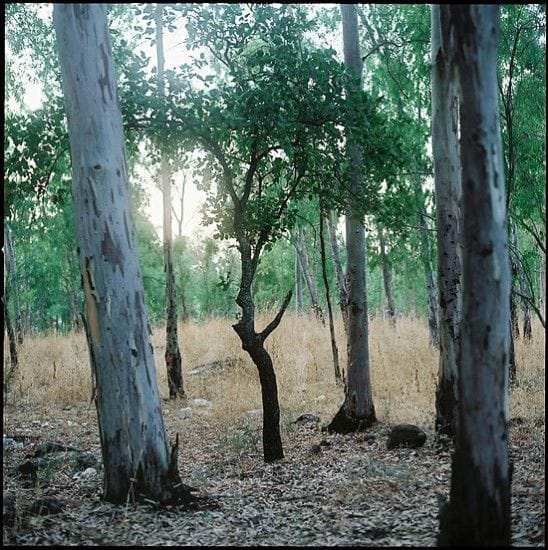 Artwork Title: Near Kfar Szold