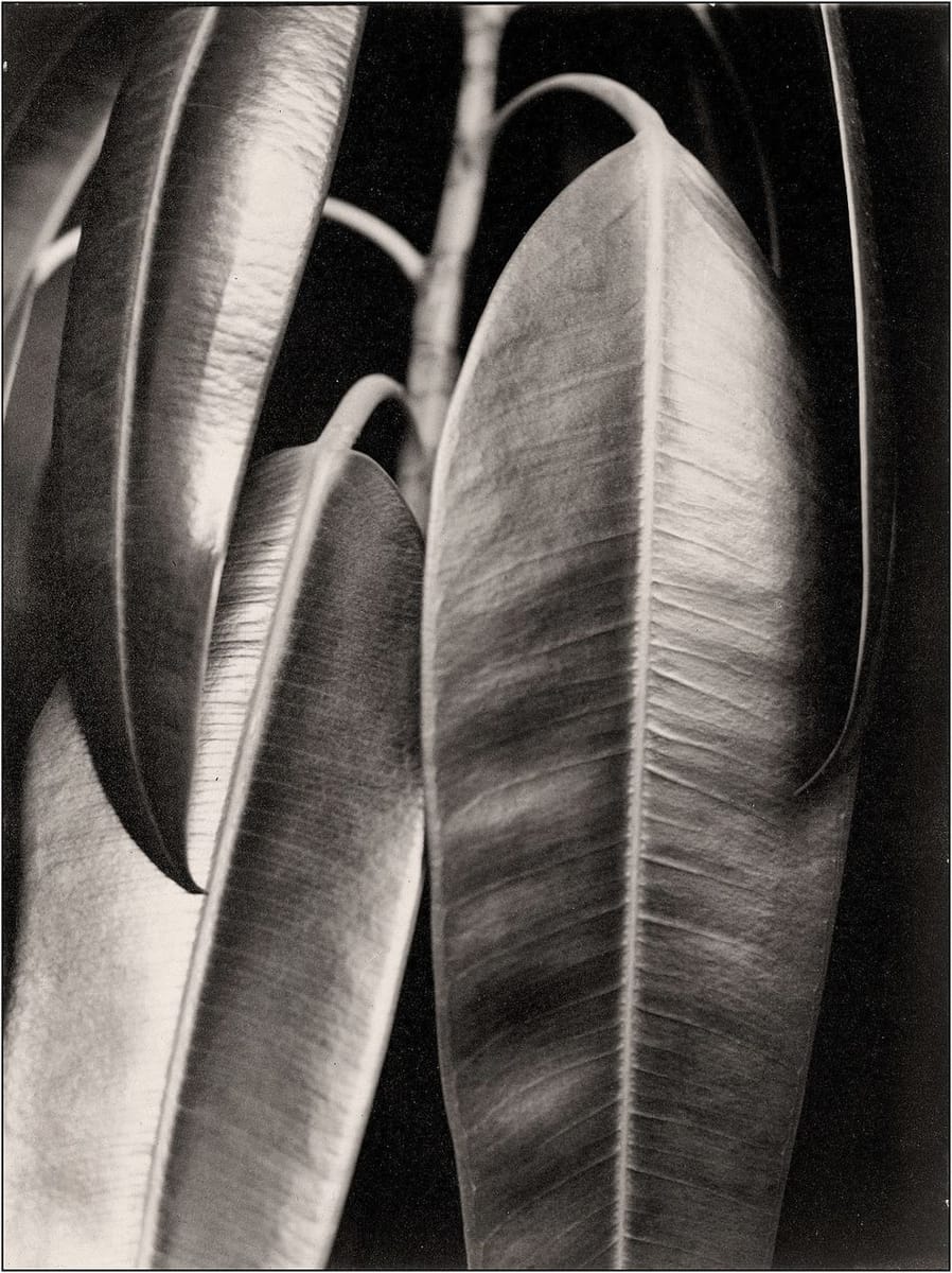 Artwork Title: Ficus elastic: Rubber Plant (Ficus elastic: Gummibaum)