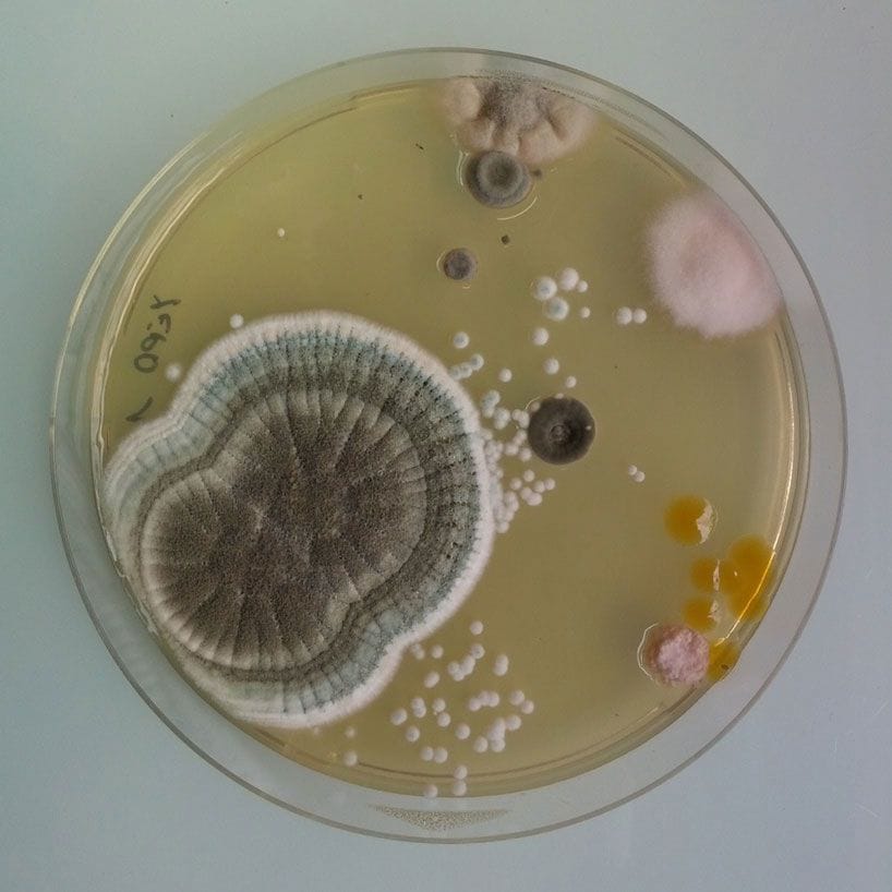 Artwork Title: Magical Contamination
