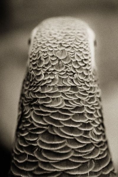 Artwork Title: African Grey Parrot. Psittacua erithacus