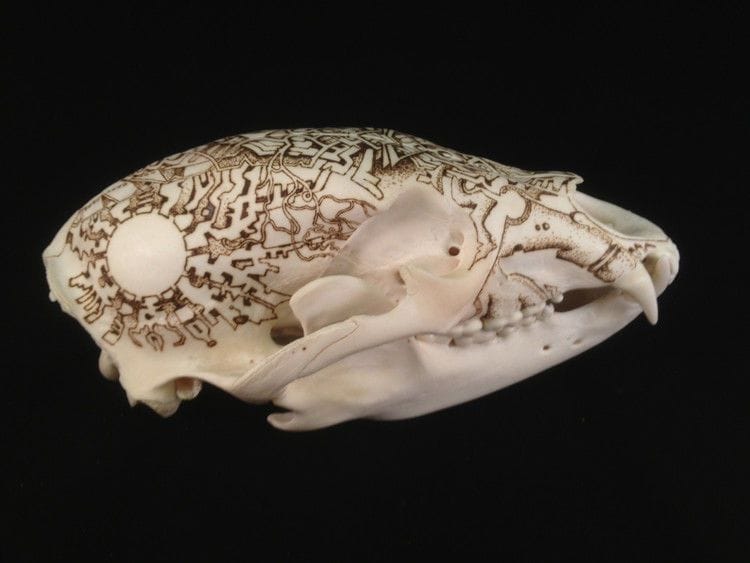 Artwork Title: Black Bear Skull Pyrography