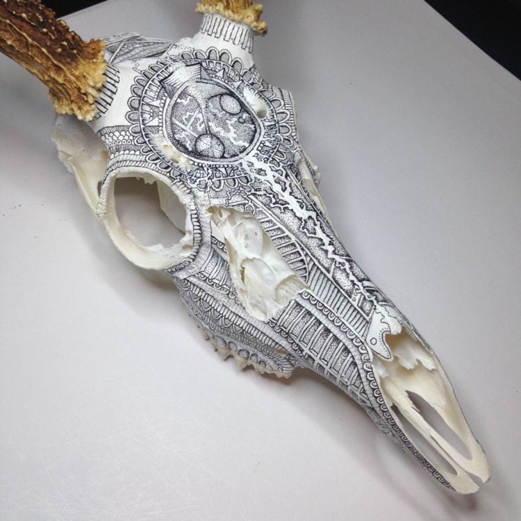 Artwork Title: White Tail Deer Skull Inked