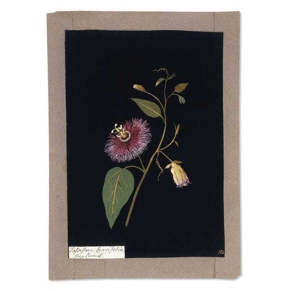 Artwork Title: Passiflora Laurifolia (detail)