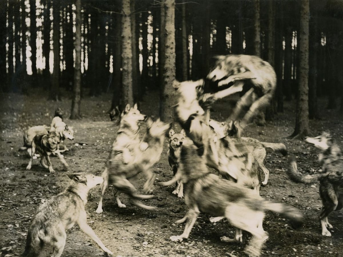 Artwork Title: La volée