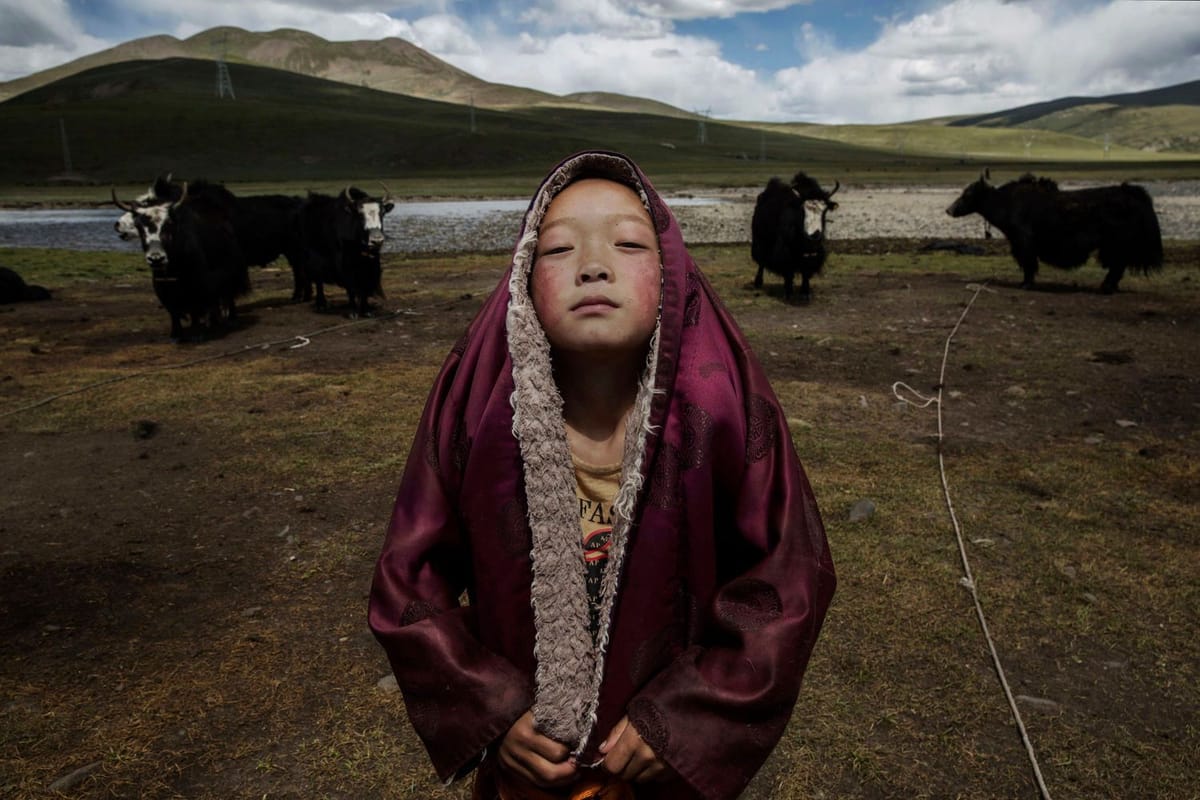 Artwork Title: Tibetan Buddhist novice monk with his yak herd in the Tibetan Plateau in Qinghai Province, China