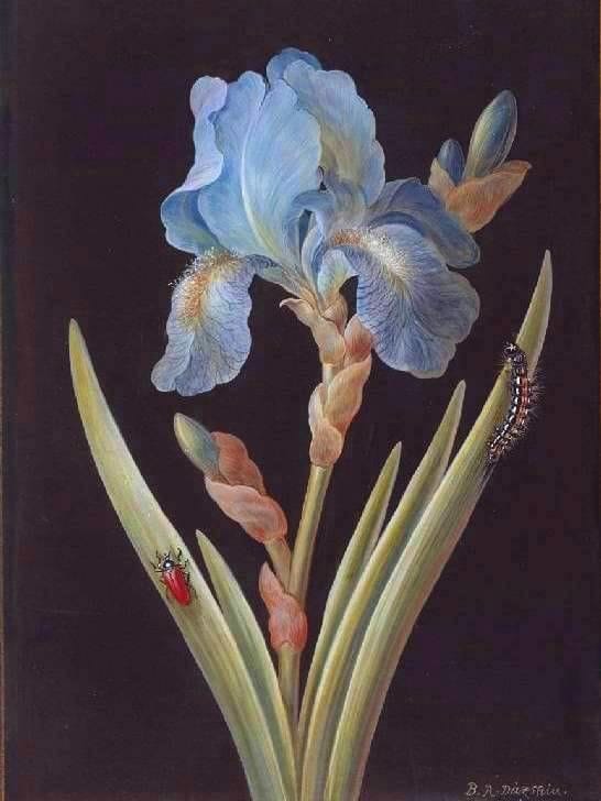 Artwork Title: Blue Iris (germanica) caterpillar and red backed beetle