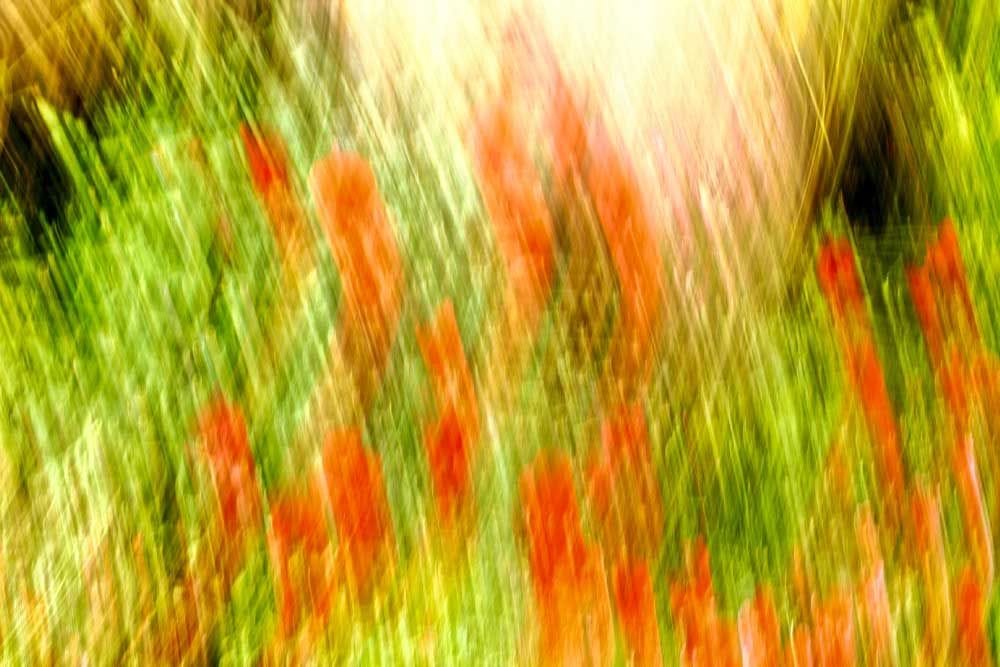 Artwork Title: Coquelicots