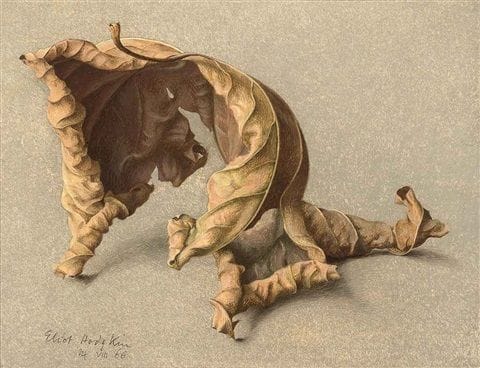 Artwork Title: Large Dead Leaf, No. 2