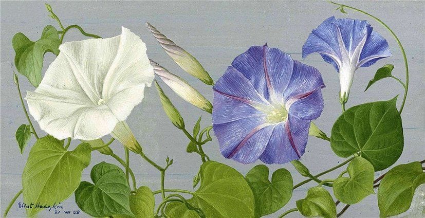 Artwork Title: Morning Glories