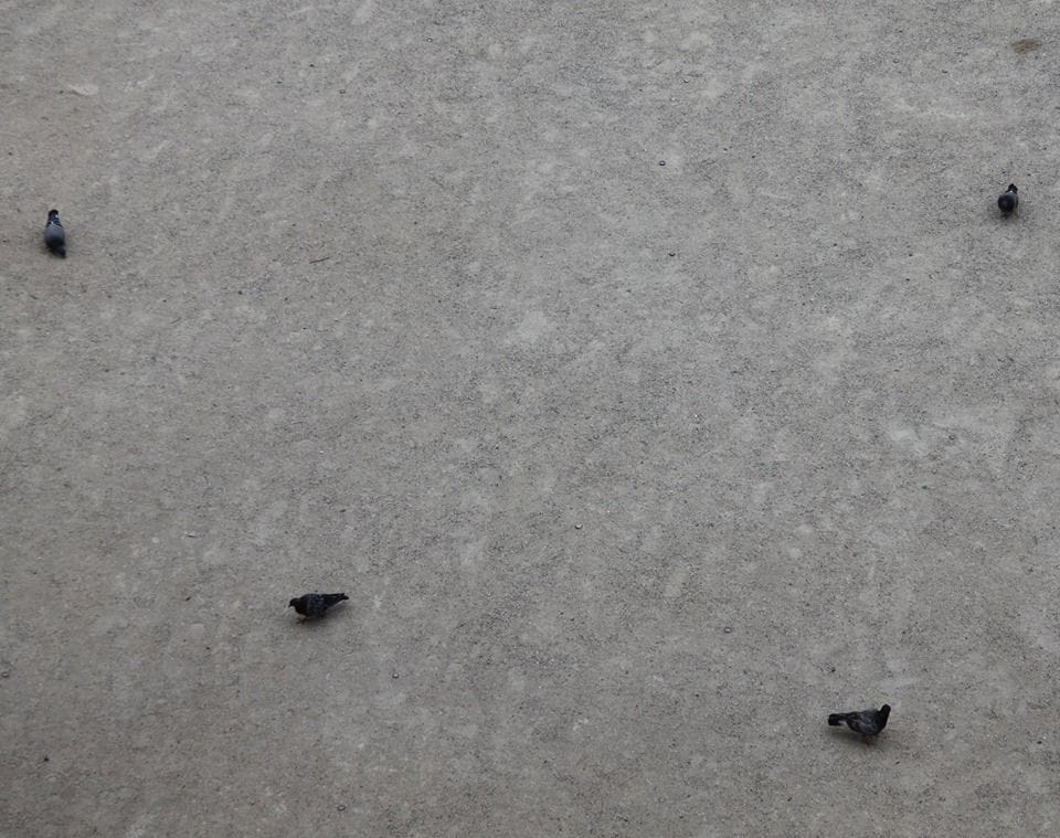 Artwork Title: Pigeons cardinaux