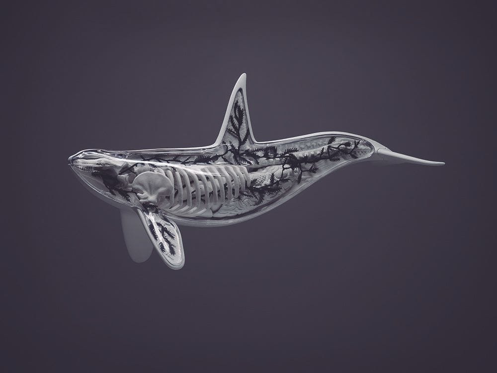 Artwork Title: Orca I